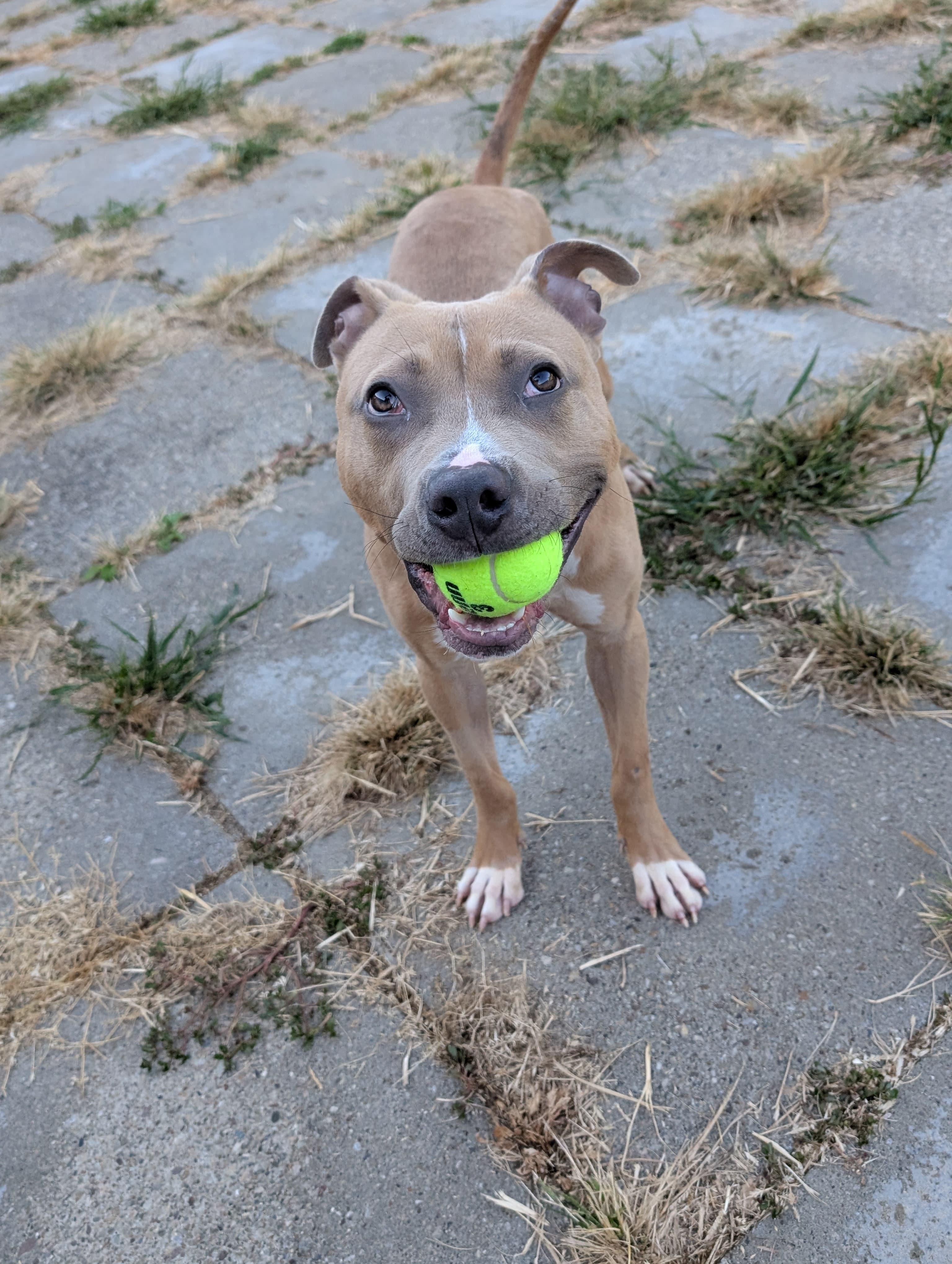 Enlarge Steve-O, a Adoptable Pit Bull Terrier in Renfrew, PA image 3/6