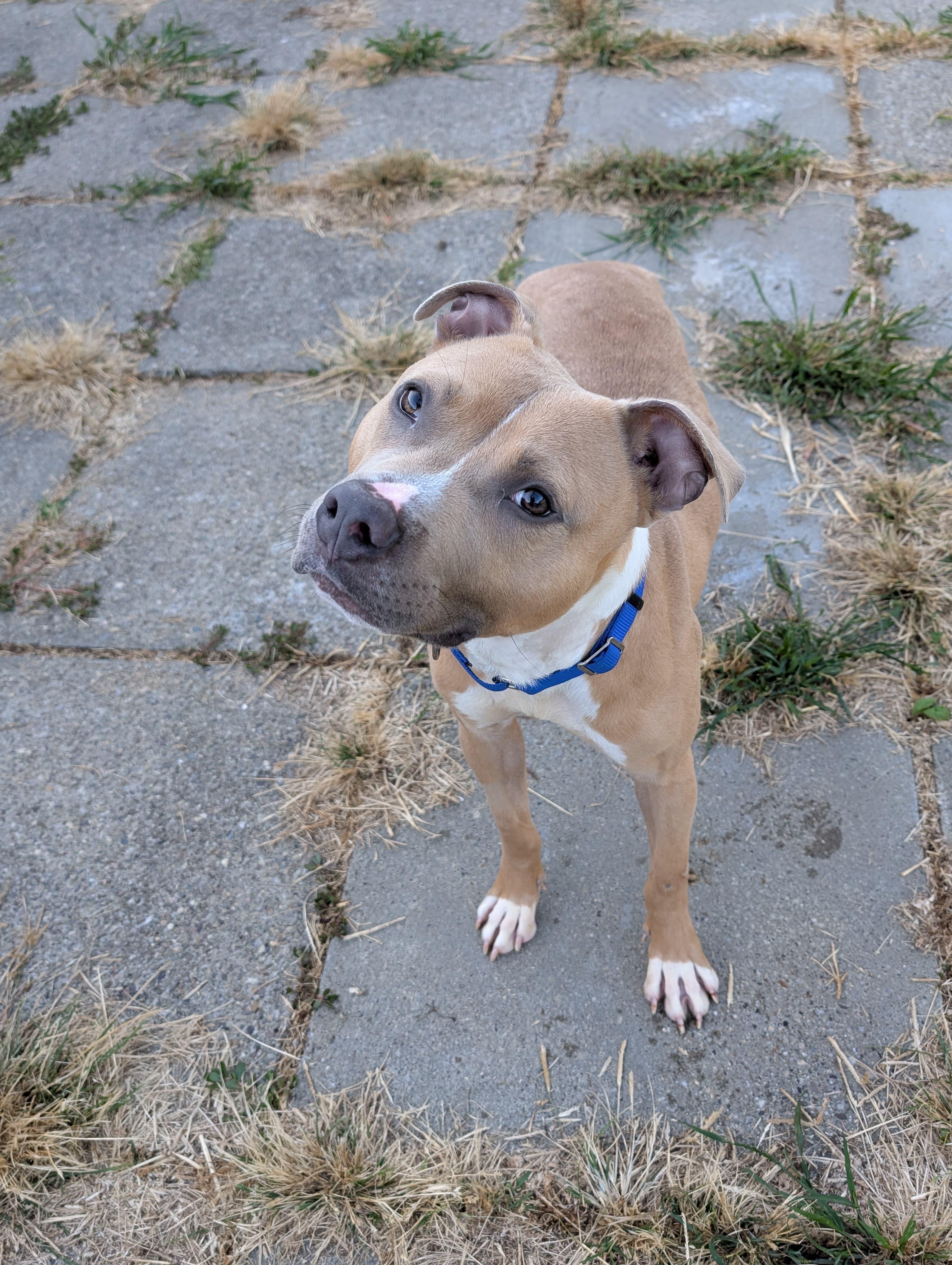 Enlarge Steve-O, a Adoptable Pit Bull Terrier in Renfrew, PA image 2/6