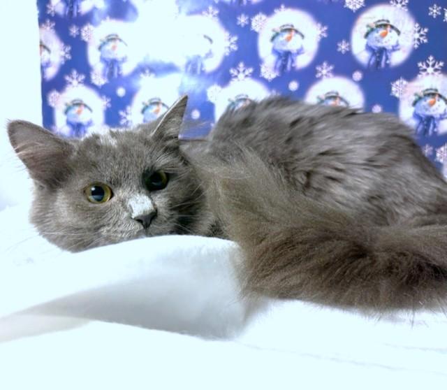 Freddie Bear  Fluffy thumbnail 4