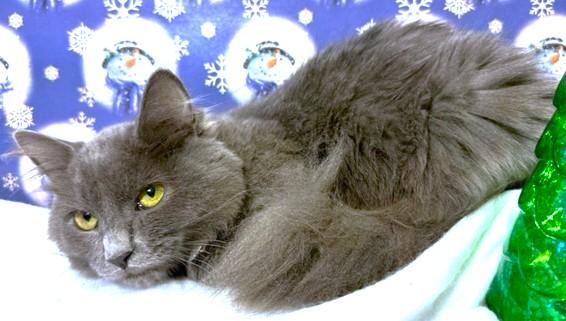 Freddie Bear  Fluffy thumbnail 6