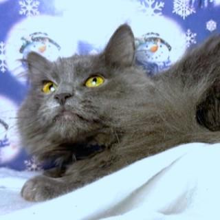 Freddie Bear  Fluffy thumbnail 5