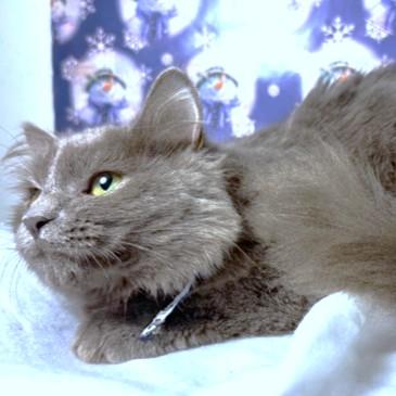 Freddie Bear  Fluffy thumbnail 2