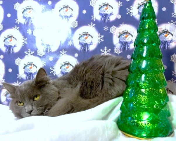 Freddie Bear  Fluffy thumbnail 3