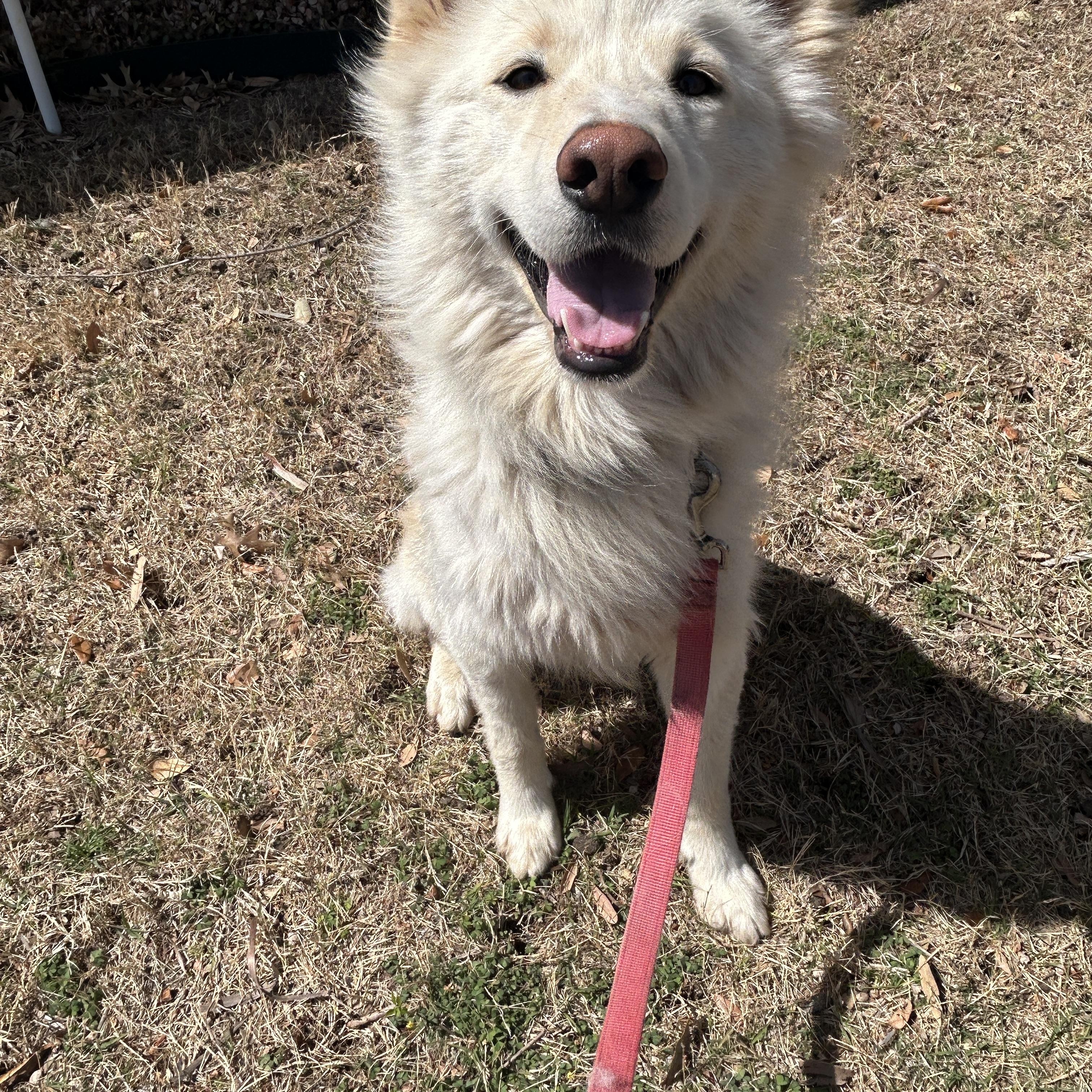 Enlarge Carlo, a Adopted Husky in Dallas , TX image 1/5