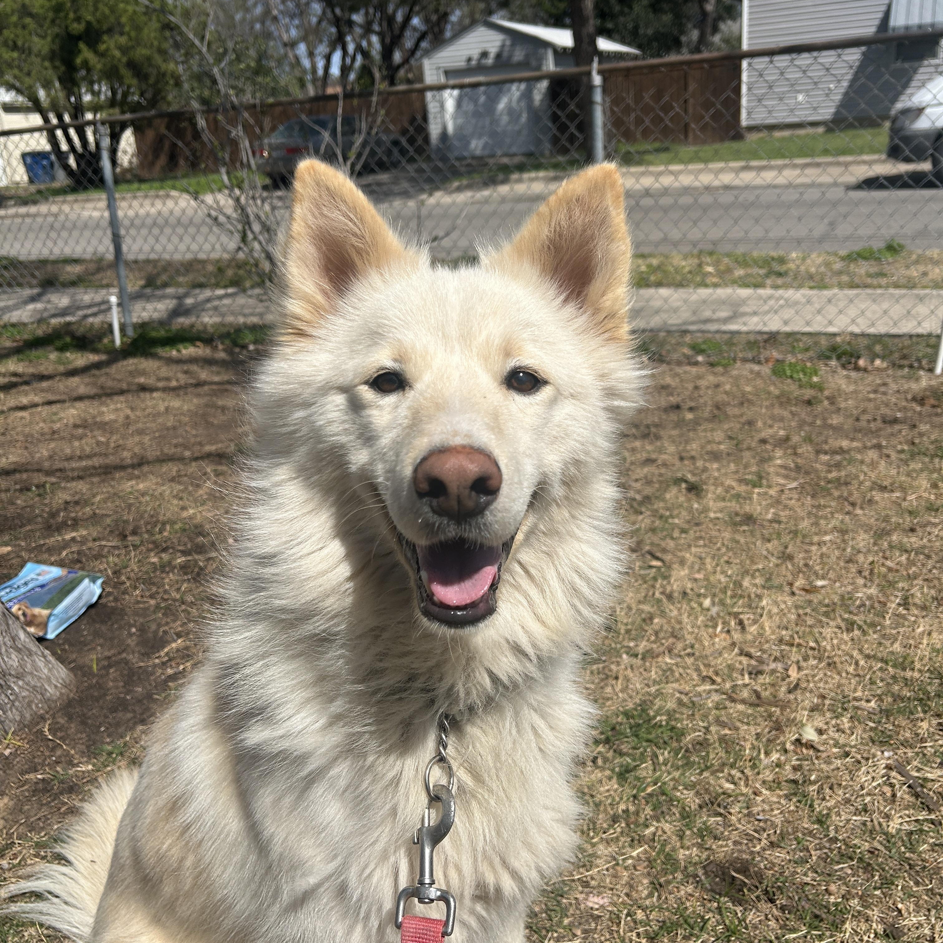 Enlarge Carlo, a Adopted Husky in Dallas , TX image 4/5