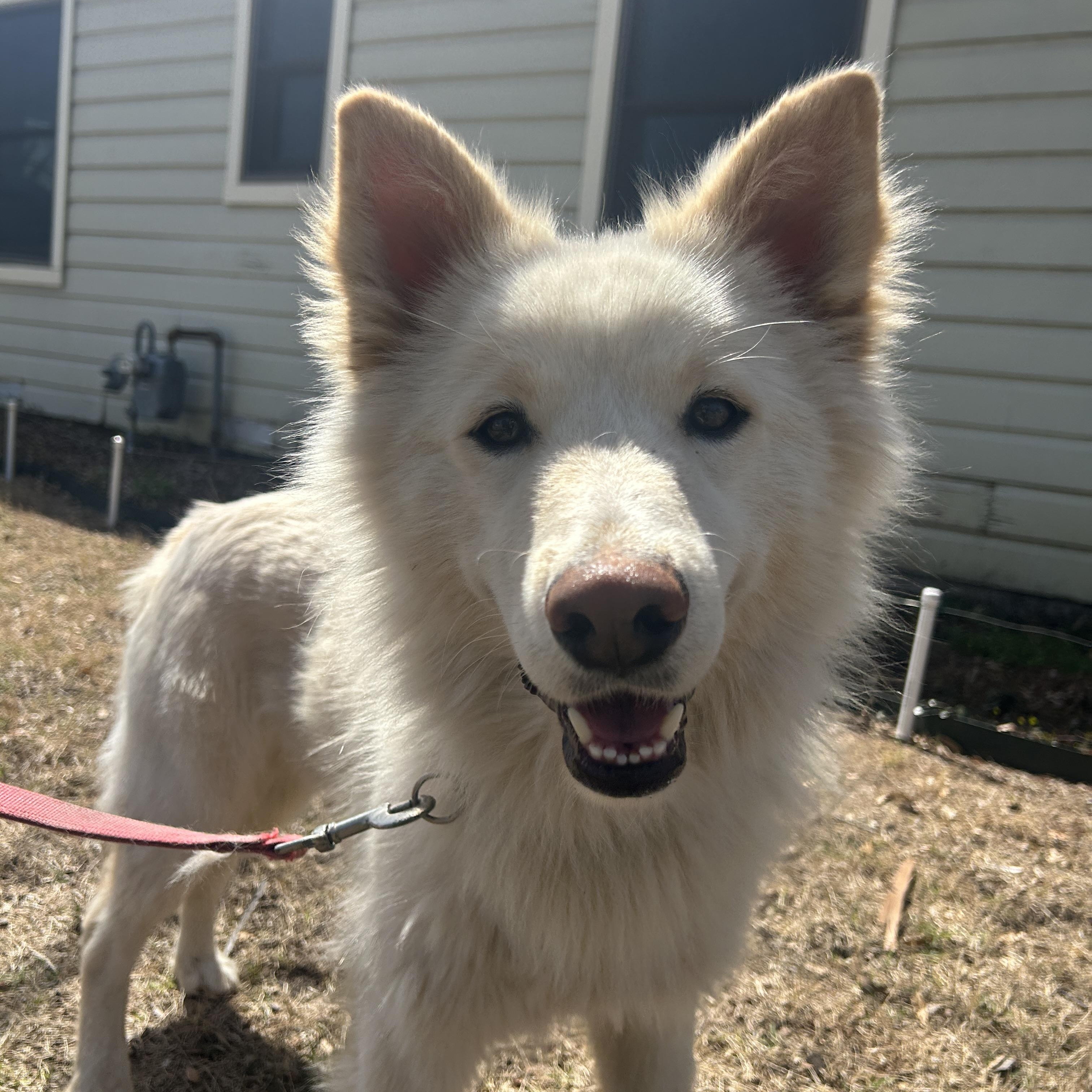 Enlarge Carlo, a Adopted Husky in Dallas , TX image 2/5