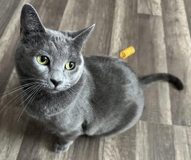 Enlarge Evangeline, a Adoptable Domestic Short Hair in CINCINNATI, OH image 4/6