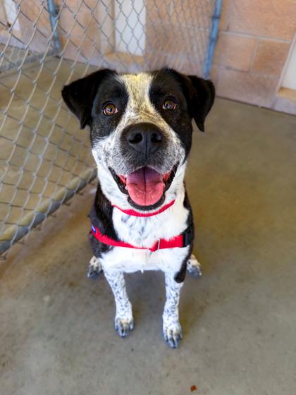 Copper, a Adoptable mixed breed in Traverse City, MI image 3/3