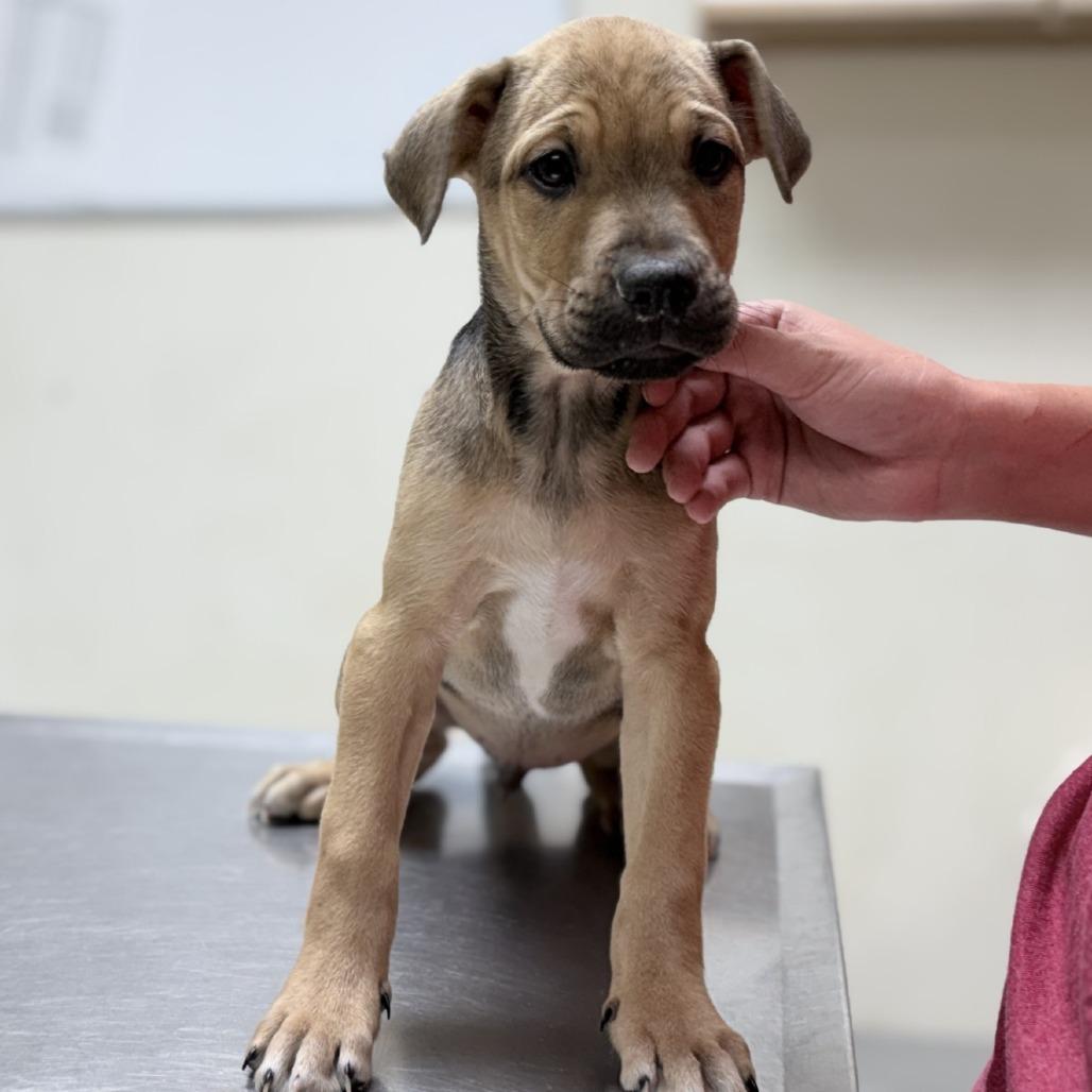 Troy-4601, Adoptable, Puppy Male Mixed Breed.