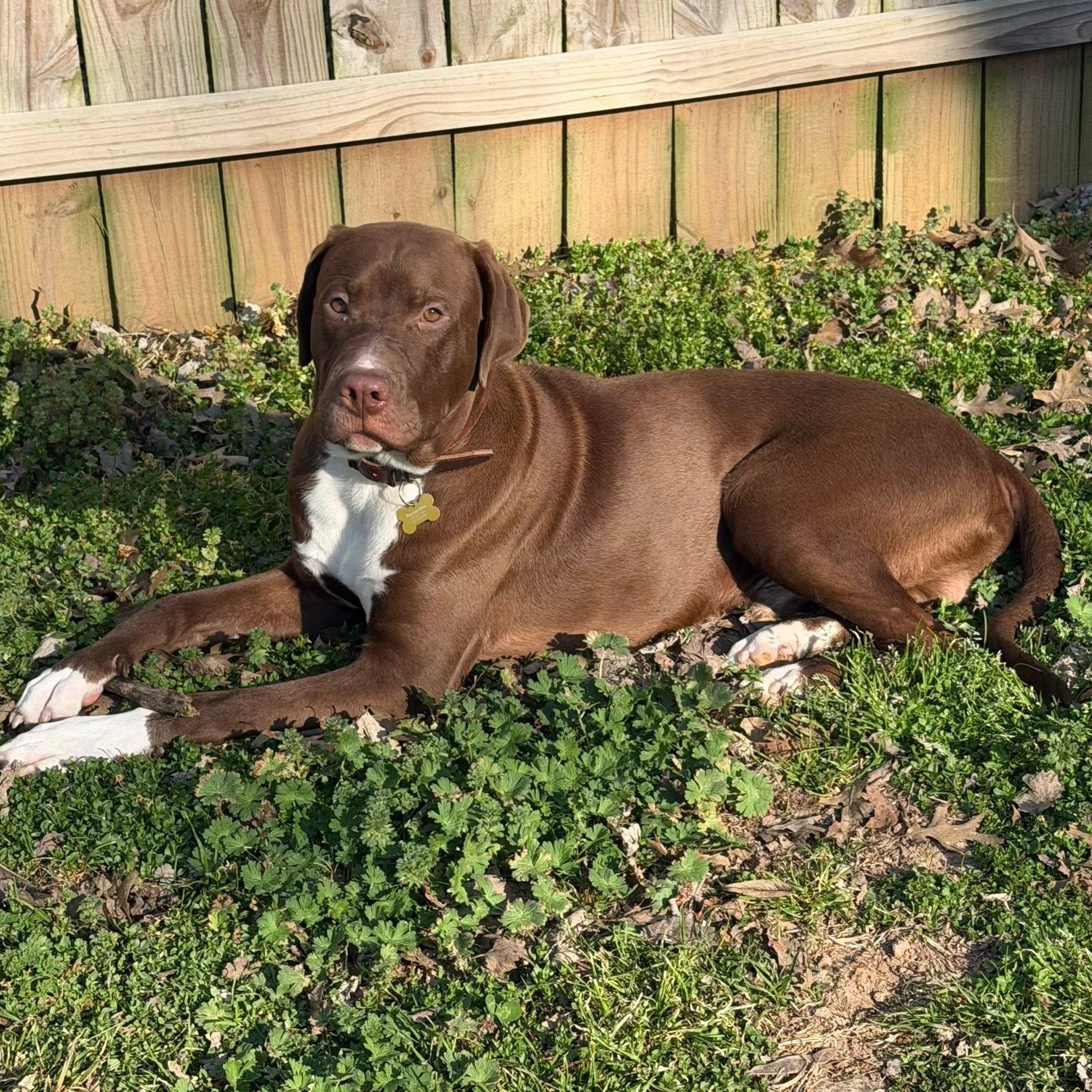 Enlarge Kevin, a Adoptable mixed breed in Springfield, MO image 2/4