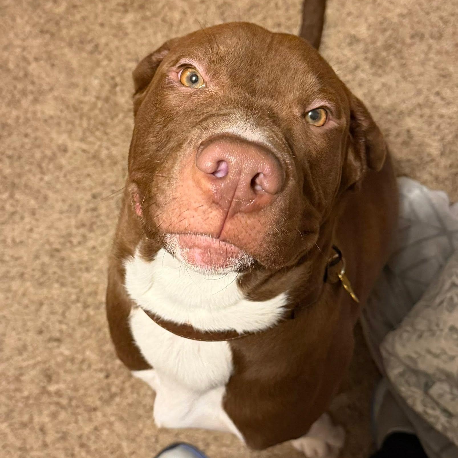 Enlarge Kevin, a Adoptable mixed breed in Springfield, MO image 4/4