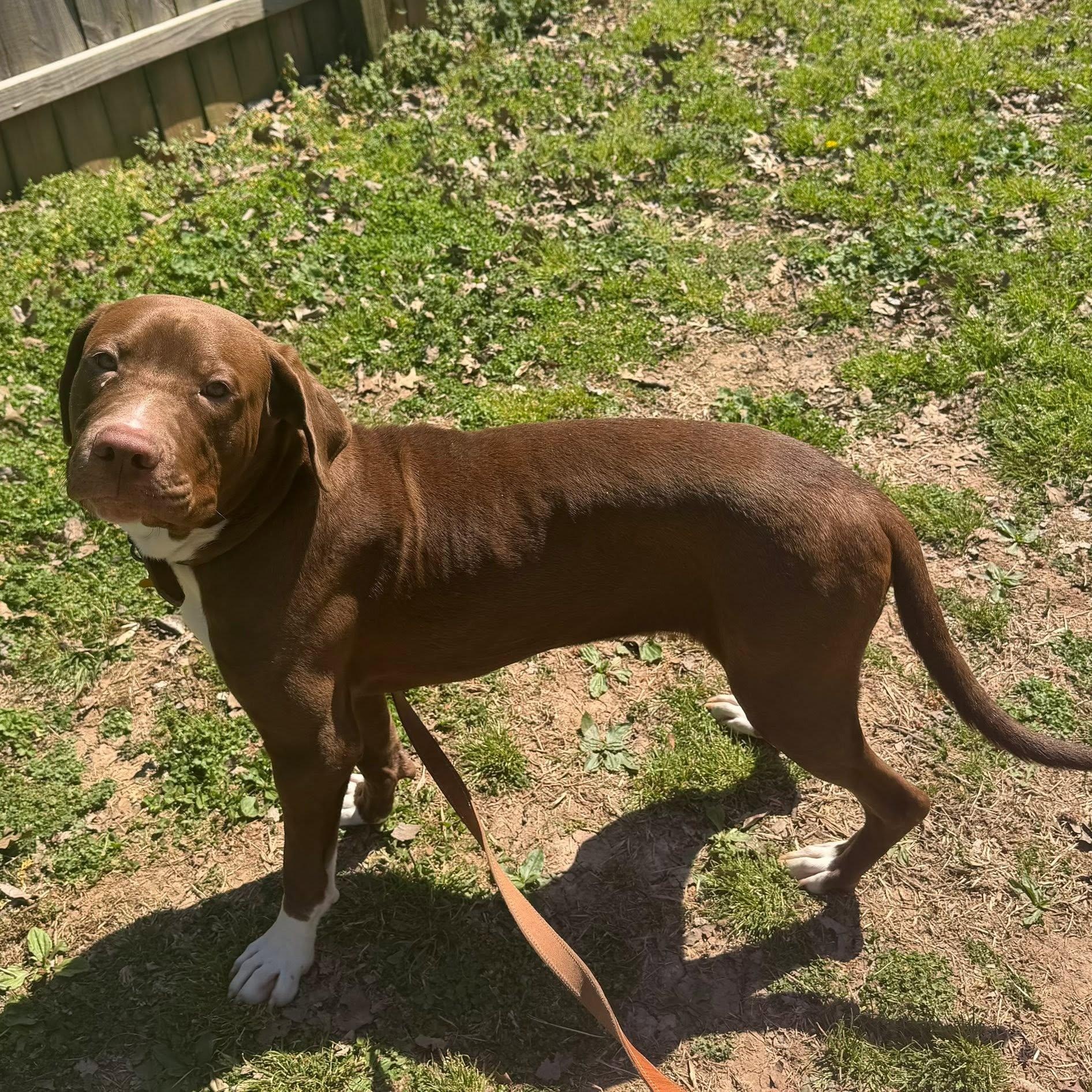 Enlarge Kevin, a Adoptable mixed breed in Springfield, MO image 3/4