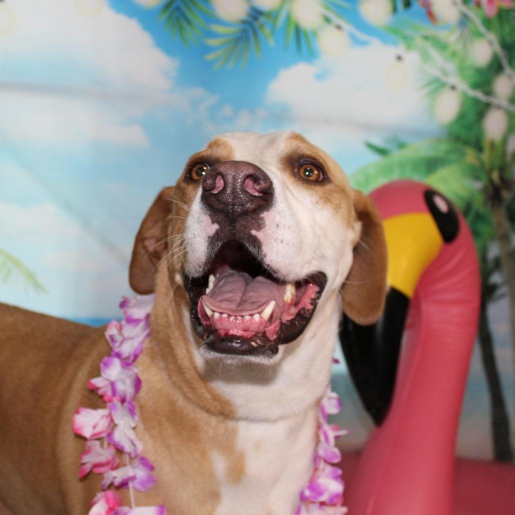 Nova, a Adoptable mixed breed in Ocala, FL image 2/6