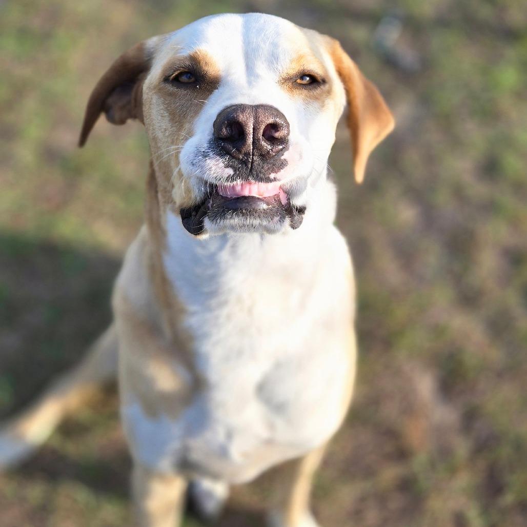 Nova, a Adoptable mixed breed in Ocala, FL image 3/6