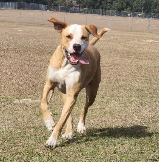 Nova, a Adoptable mixed breed in Ocala, FL image 6/6