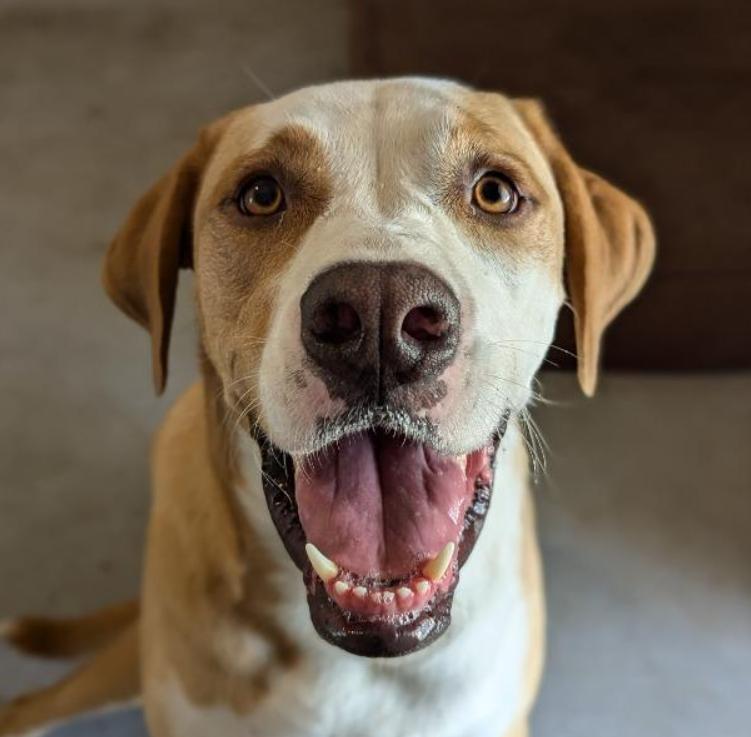 Nova, a Adoptable mixed breed in Ocala, FL image 5/6