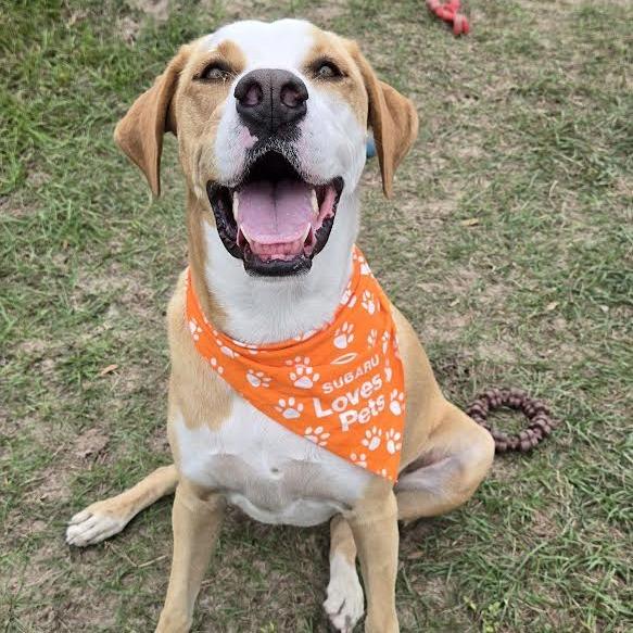 Nova, a Adoptable mixed breed in Ocala, FL image 1/6