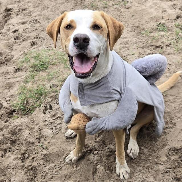 Nova, a Adoptable mixed breed in Ocala, FL image 4/6