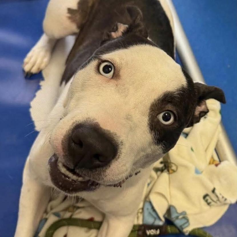 Enlarge Ocean, a ADOPTABLE mixed breed in Medford, NY image 4/5