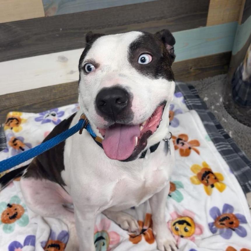 Enlarge Ocean, a ADOPTABLE mixed breed in Medford, NY image 3/5