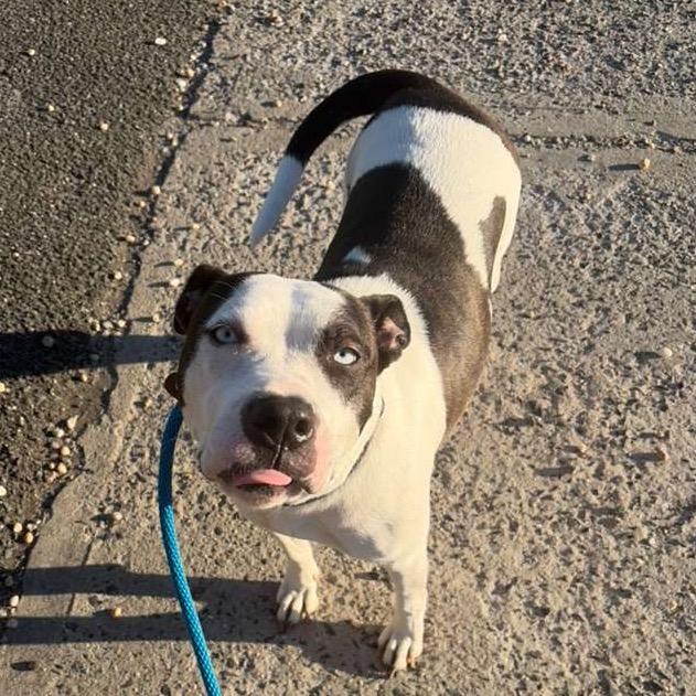 Enlarge Ocean, a ADOPTABLE mixed breed in Medford, NY image 5/5