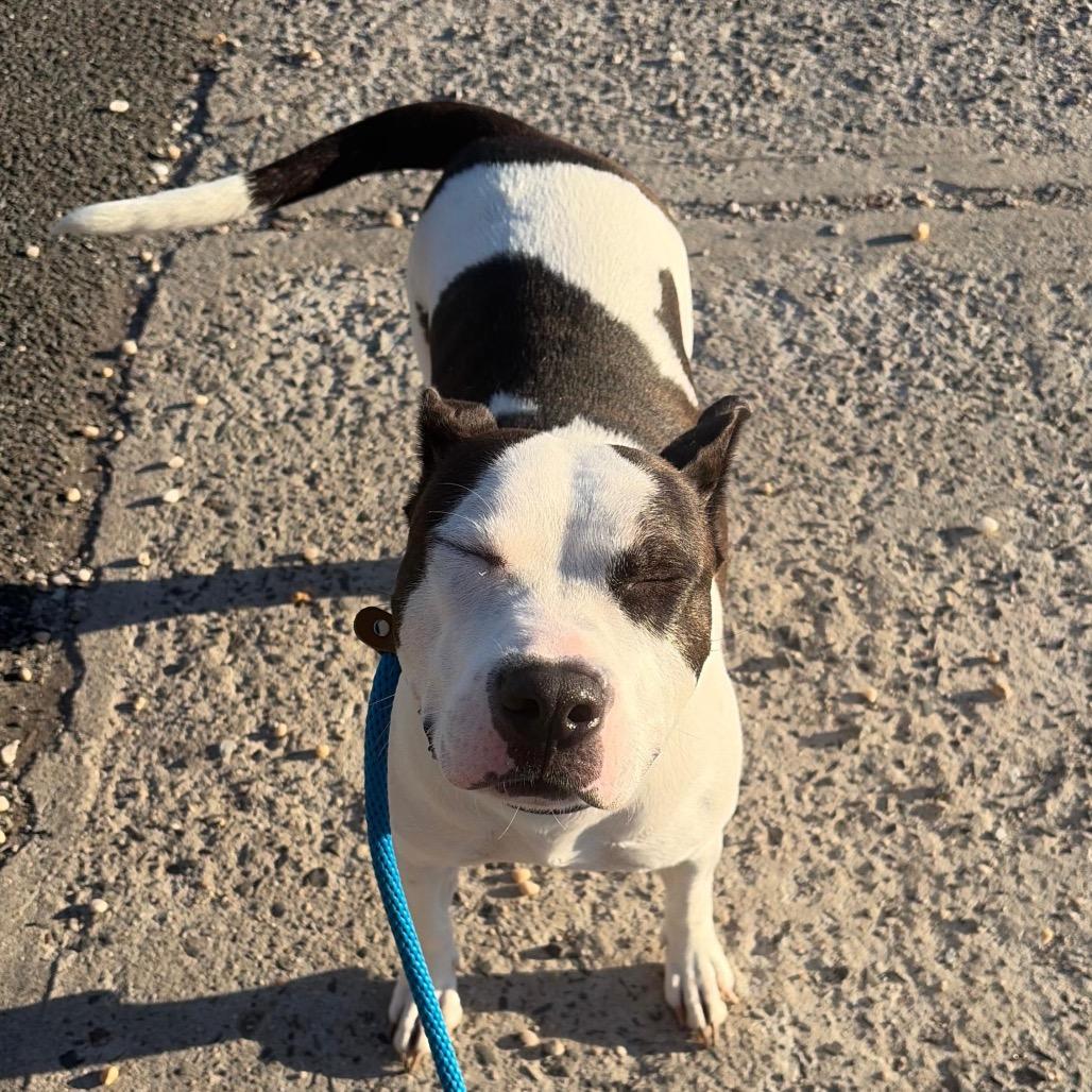 Enlarge Ocean, a ADOPTABLE mixed breed in Medford, NY image 2/5