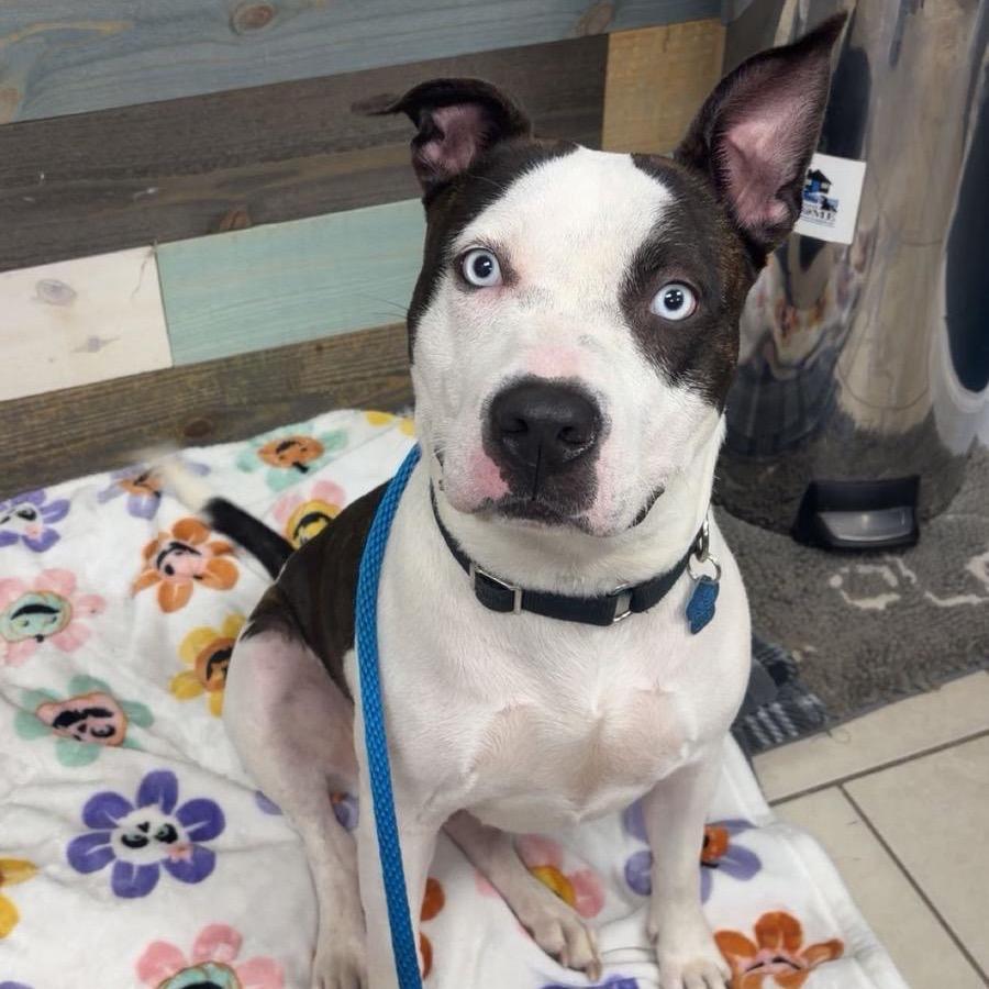 Ocean, ADOPTABLE, Adult Female Pit Bull Terrier.