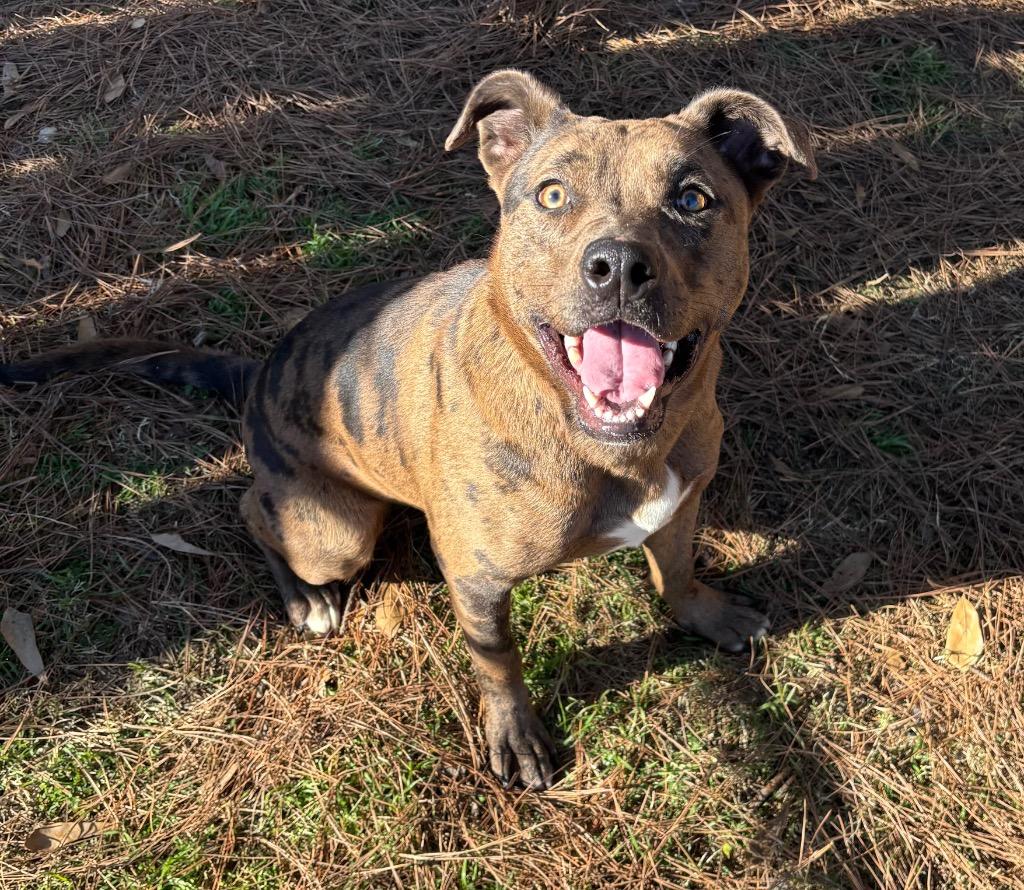 Vickie, Adoptable, Young Female Catahoula Leopard Dog.