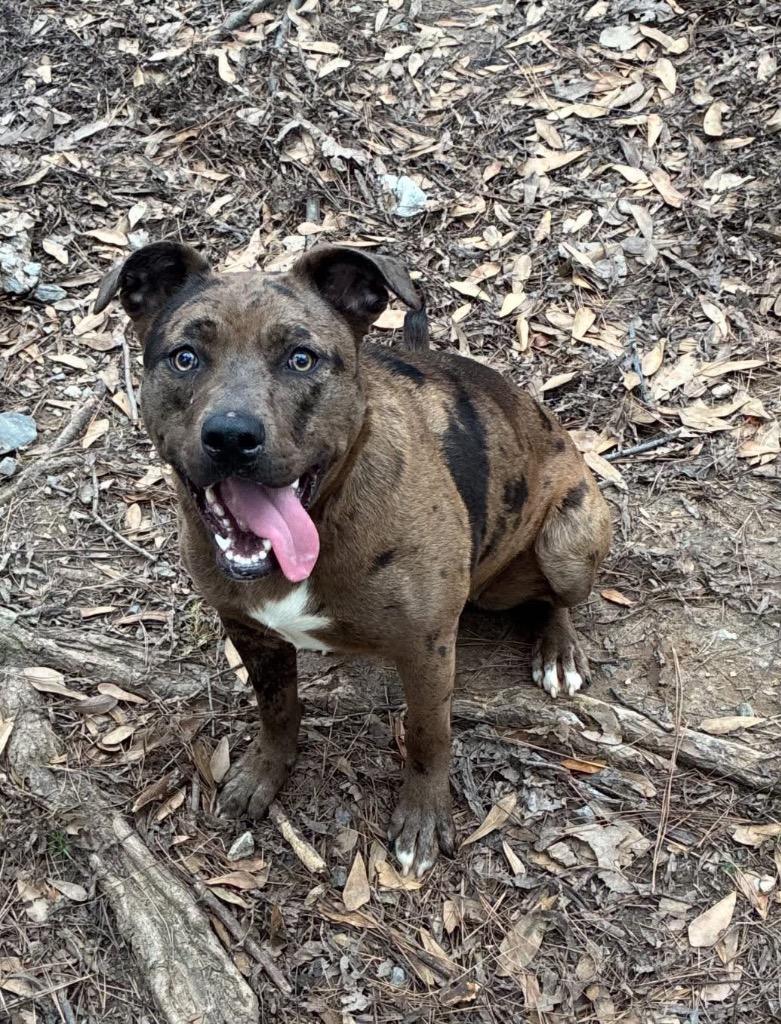 Enlarge Vickie, a Adoptable Catahoula Leopard Dog in Little Rock, AR image 2/6