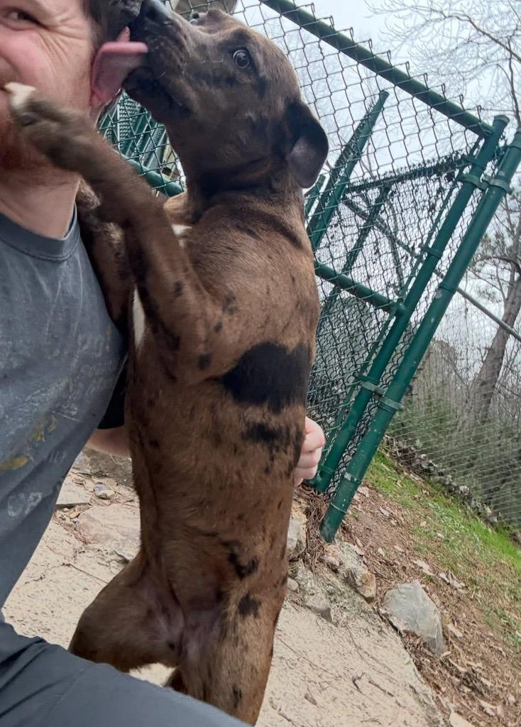 Enlarge Vickie, a Adoptable Catahoula Leopard Dog in Little Rock, AR image 3/6