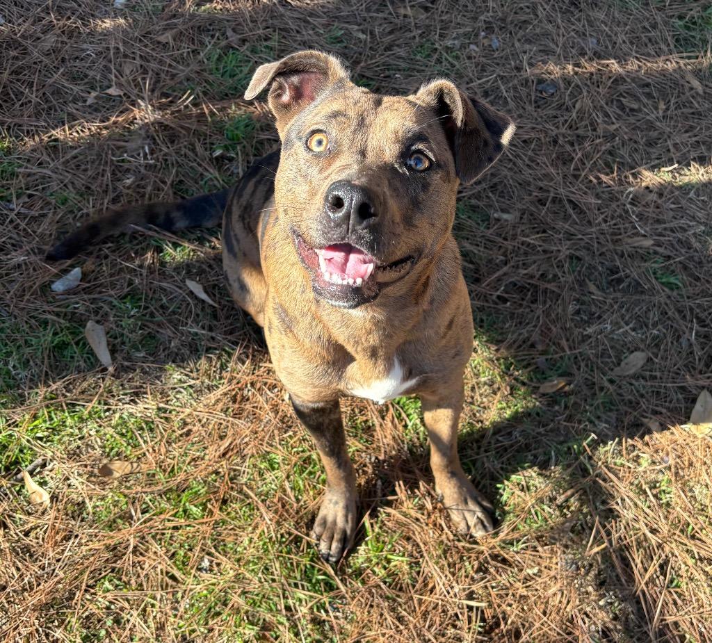 Enlarge Vickie, a Adoptable Catahoula Leopard Dog in Little Rock, AR image 5/6