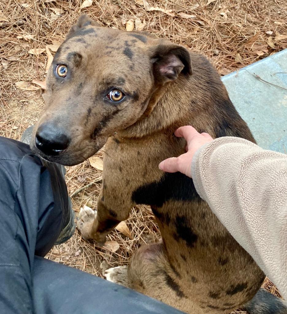 Enlarge Vickie, a Adoptable Catahoula Leopard Dog in Little Rock, AR image 6/6