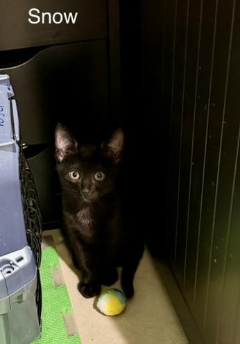 Snow Pea, Adoptable, Kitten Male Domestic Short Hair.