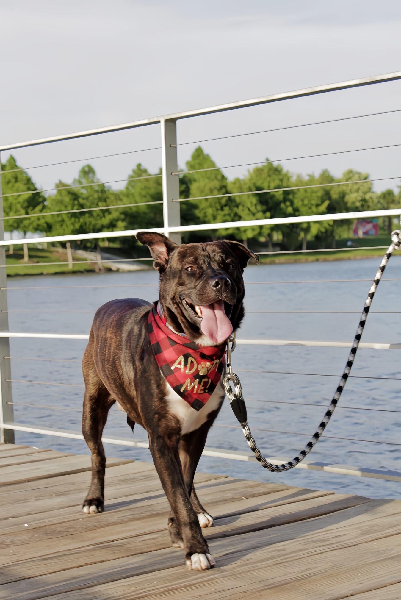Enlarge Chocolate, a Adoptable mixed breed in LATHAM, NY image 4/5