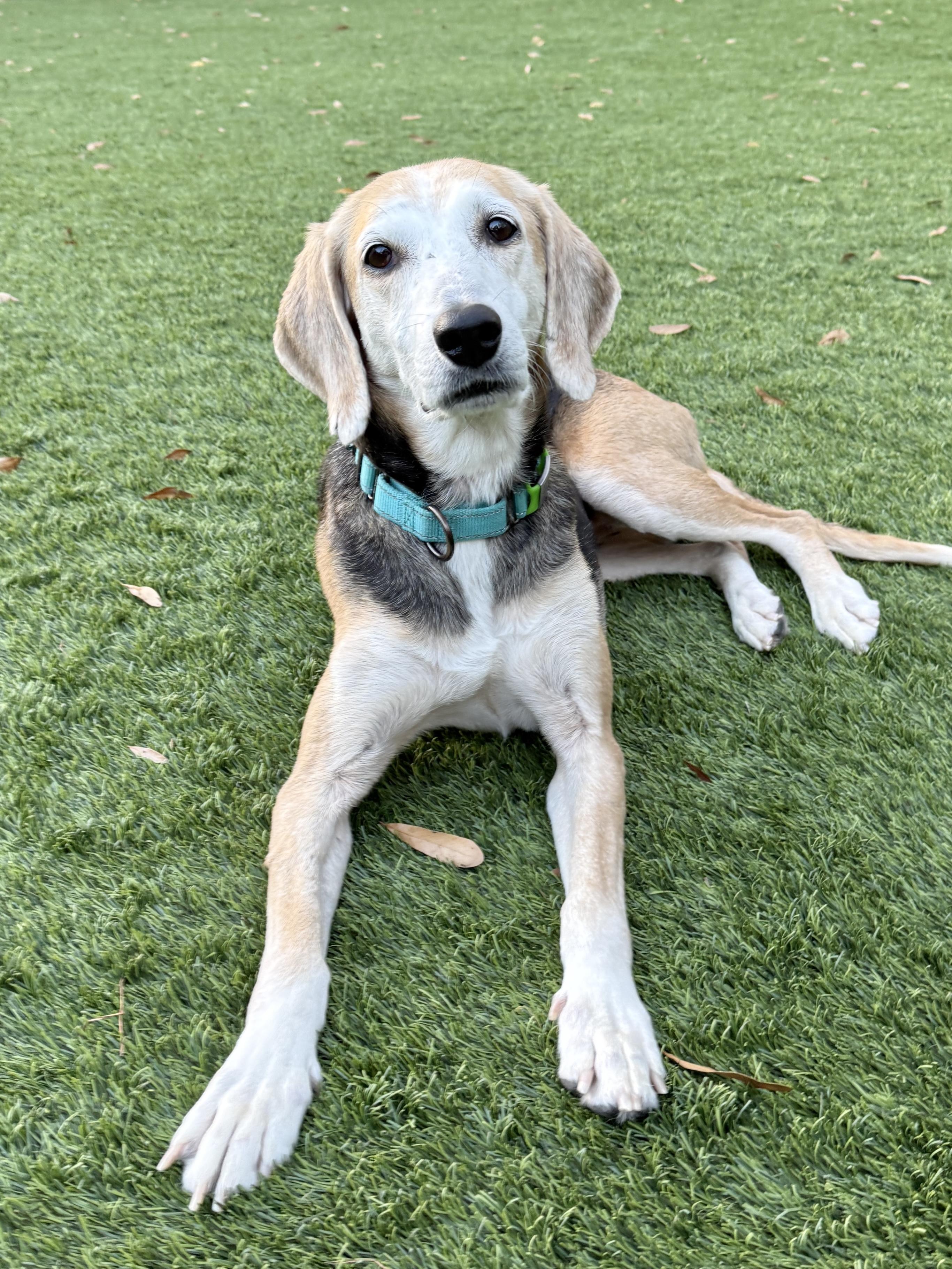 Shiloh, ADOPTABLE, Adult Female American Foxhound.