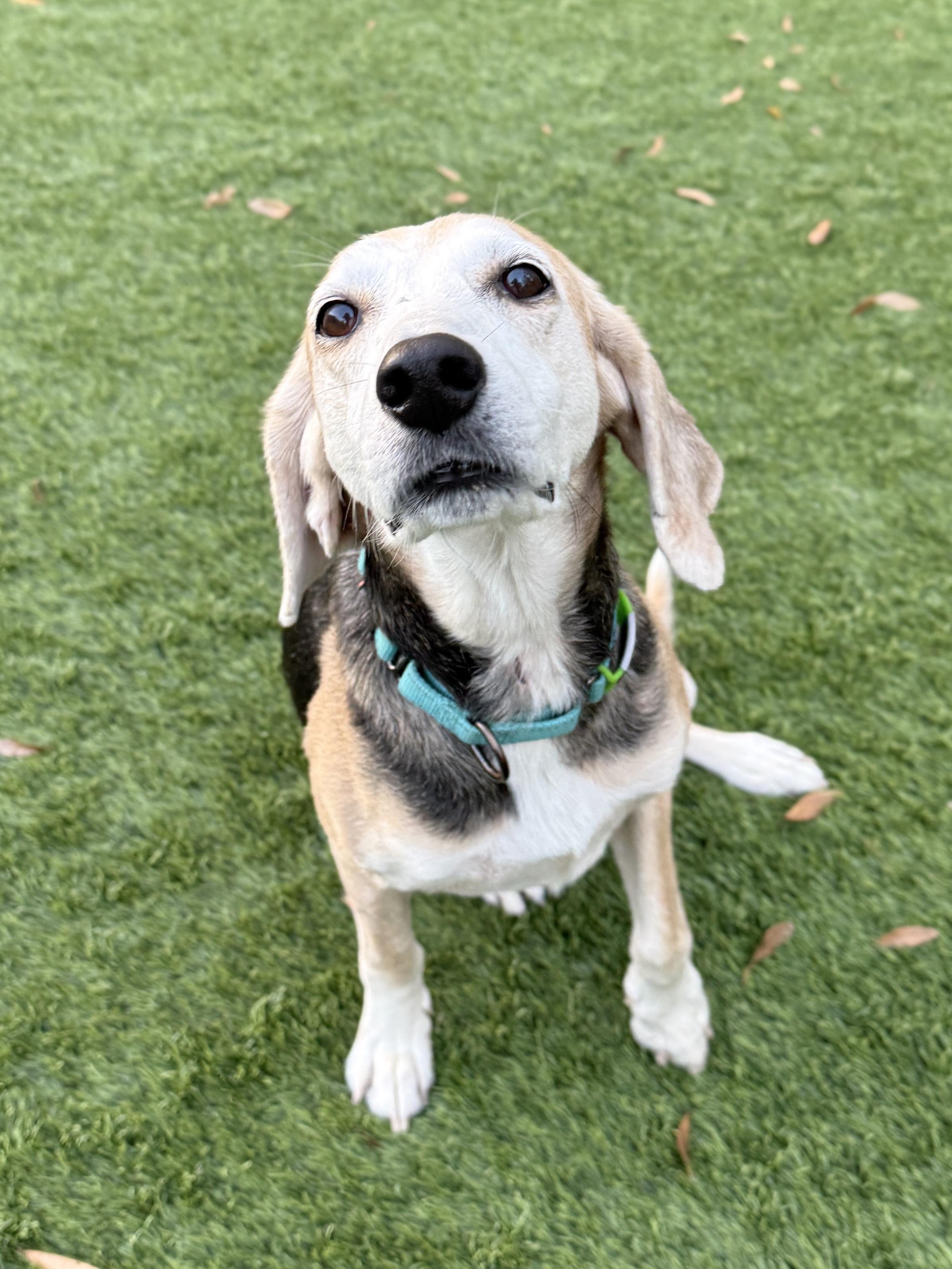 Enlarge Shiloh, a ADOPTABLE mixed breed in Mount Pleasant, SC image 2/3