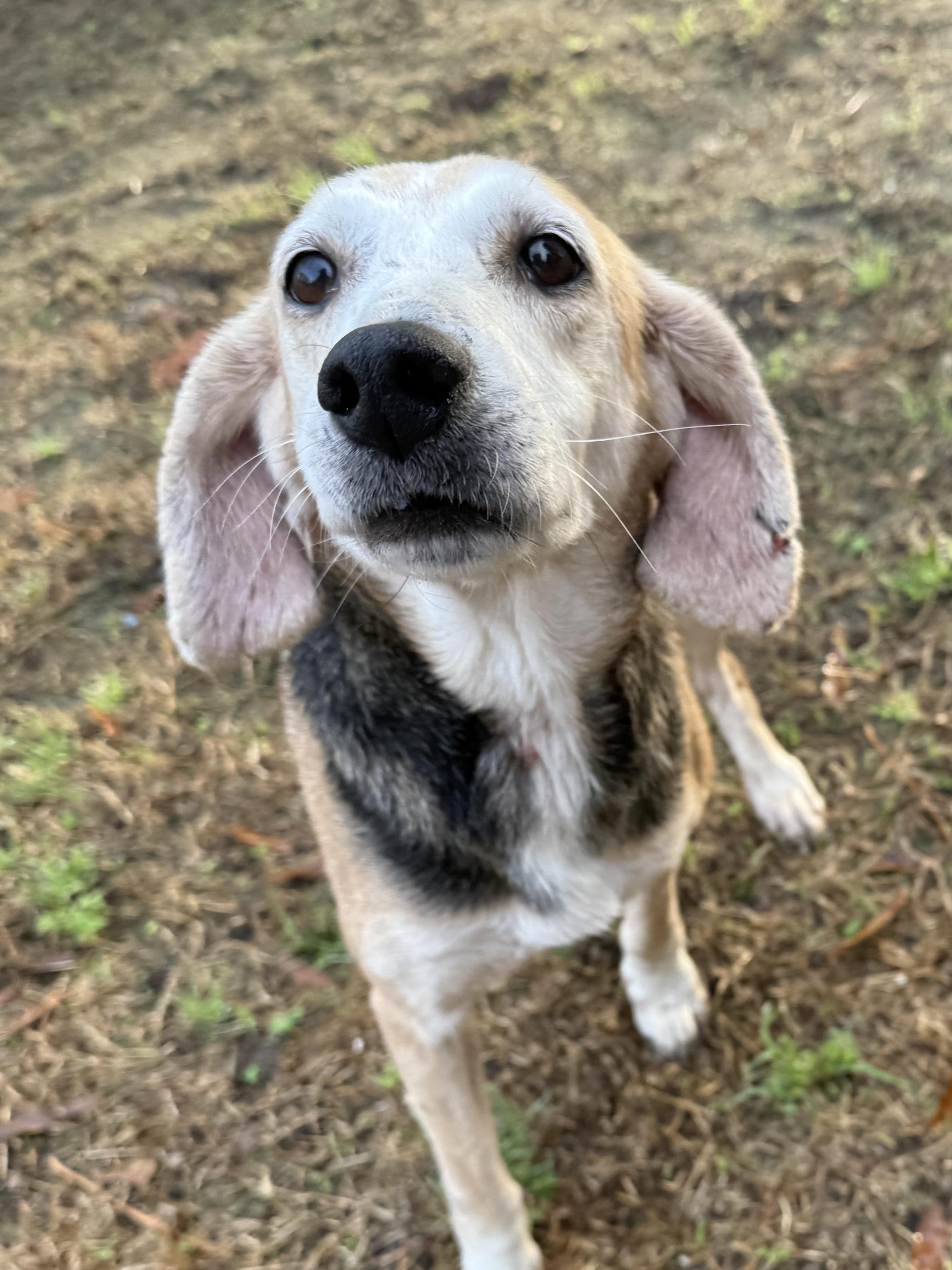 Enlarge Shiloh, a ADOPTABLE mixed breed in Mount Pleasant, SC image 1/1