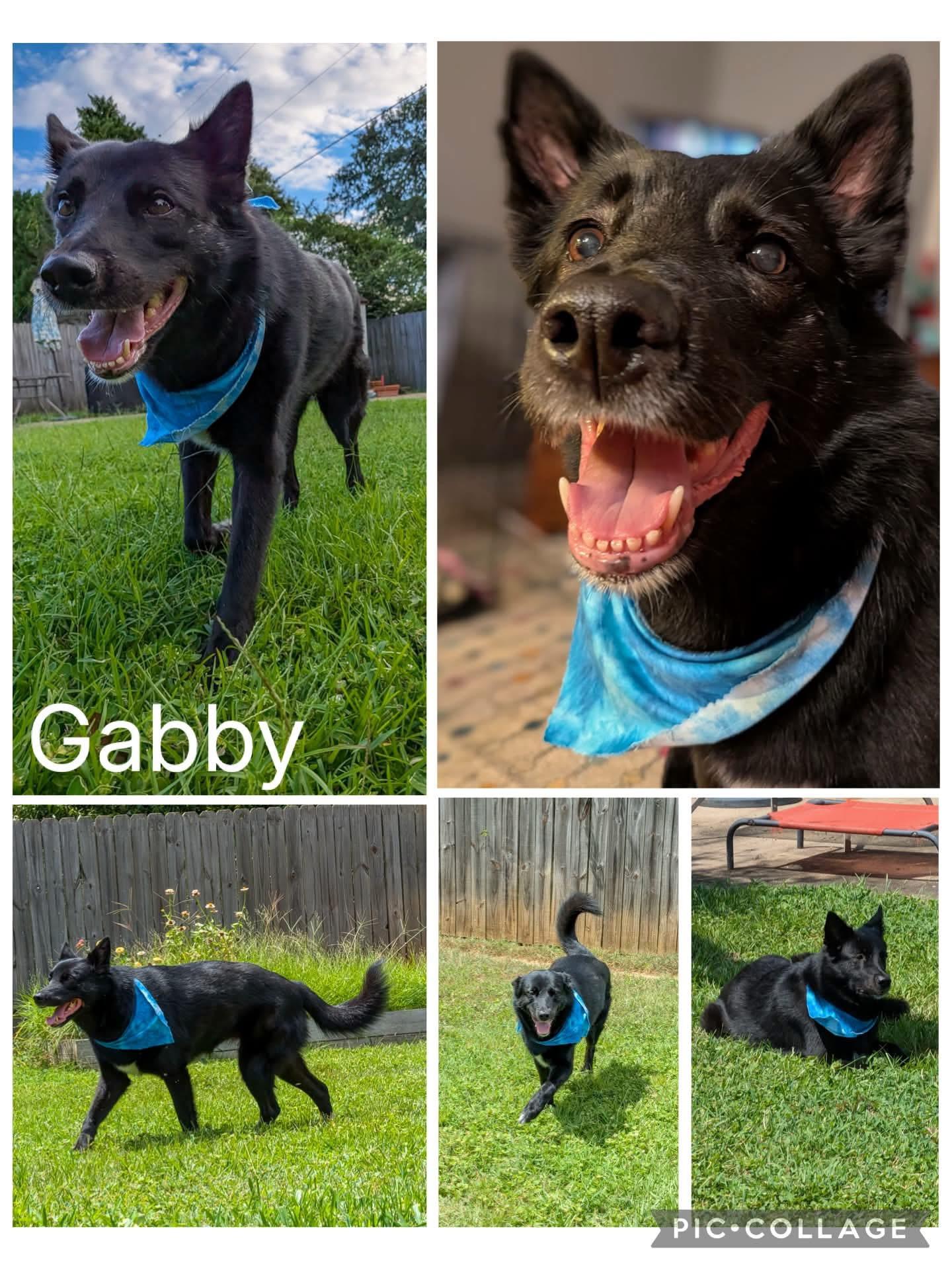 Gabby, ADOPTABLE, Adult Female German Shepherd Dog.
