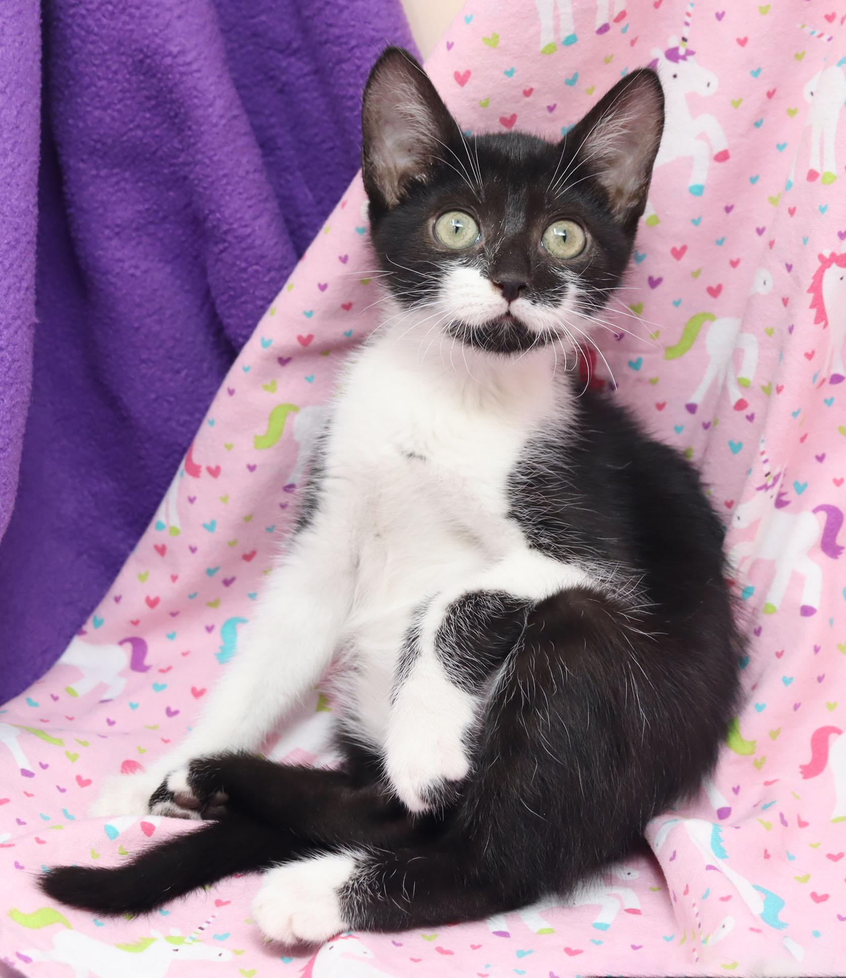 Doodle, ADOPTABLE, Kitten Female Domestic Short Hair.