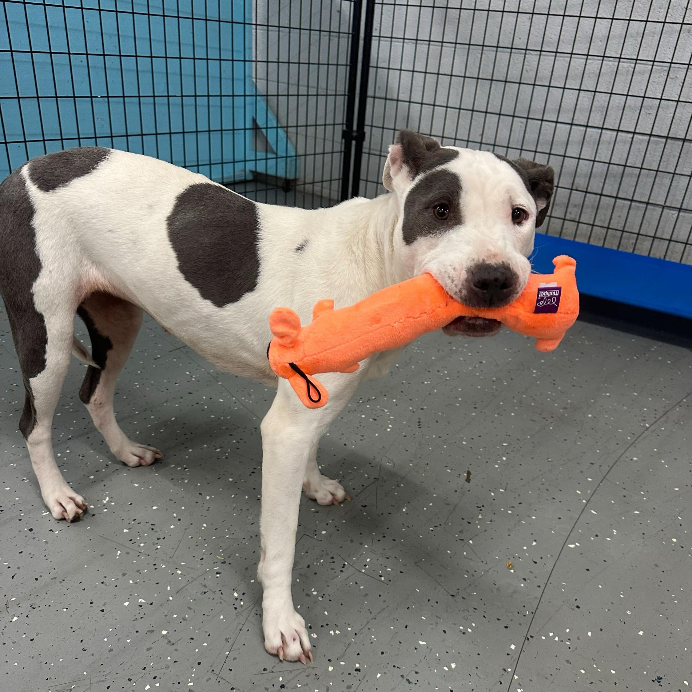 Babka, ADOPTABLE, Young Female Mixed Breed.