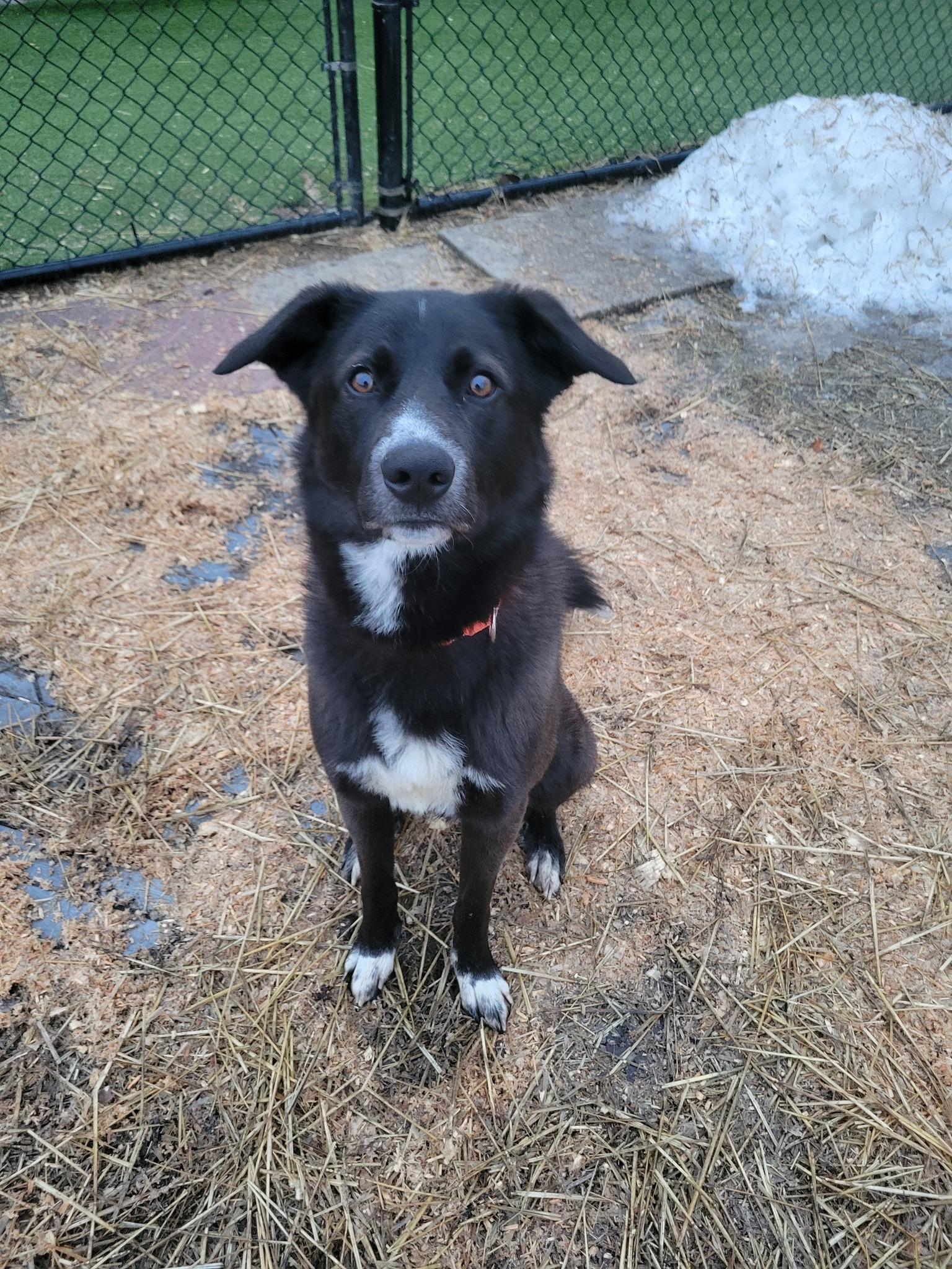 Enlarge Draco, a Adoptable mixed breed in Whitestown, IN image 1/1