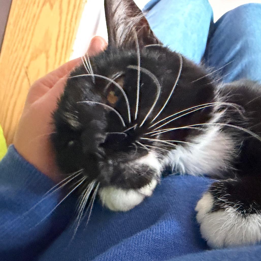 Audrey, Adoptable, Kitten Female Domestic Medium Hair.