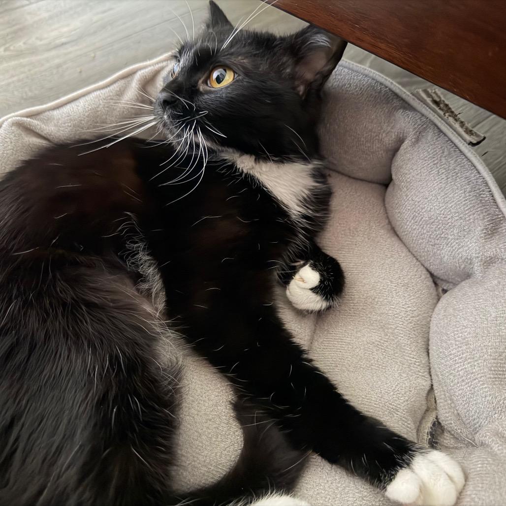 Enlarge Audrey, a Adoptable Domestic Medium Hair in Washougal, WA image 2/6