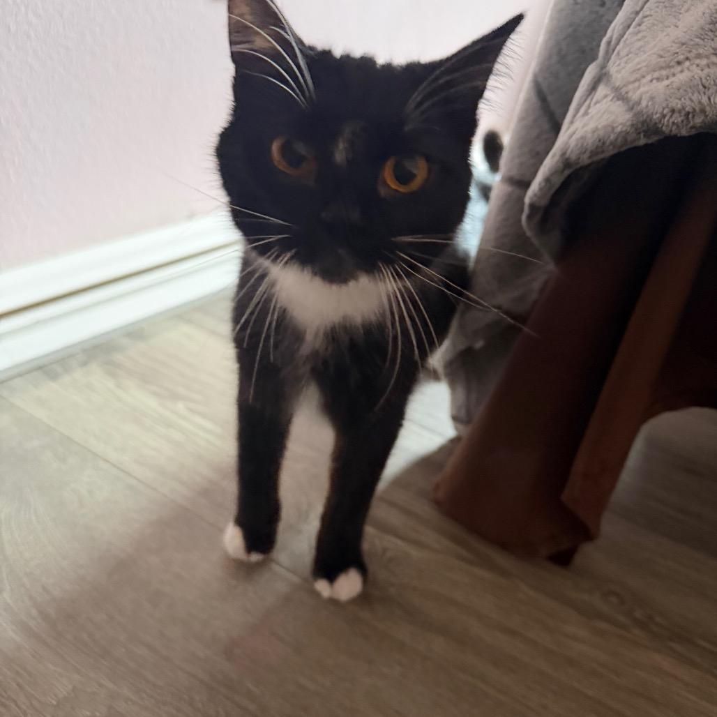 Enlarge Audrey, a Adoptable Domestic Medium Hair in Washougal, WA image 3/6