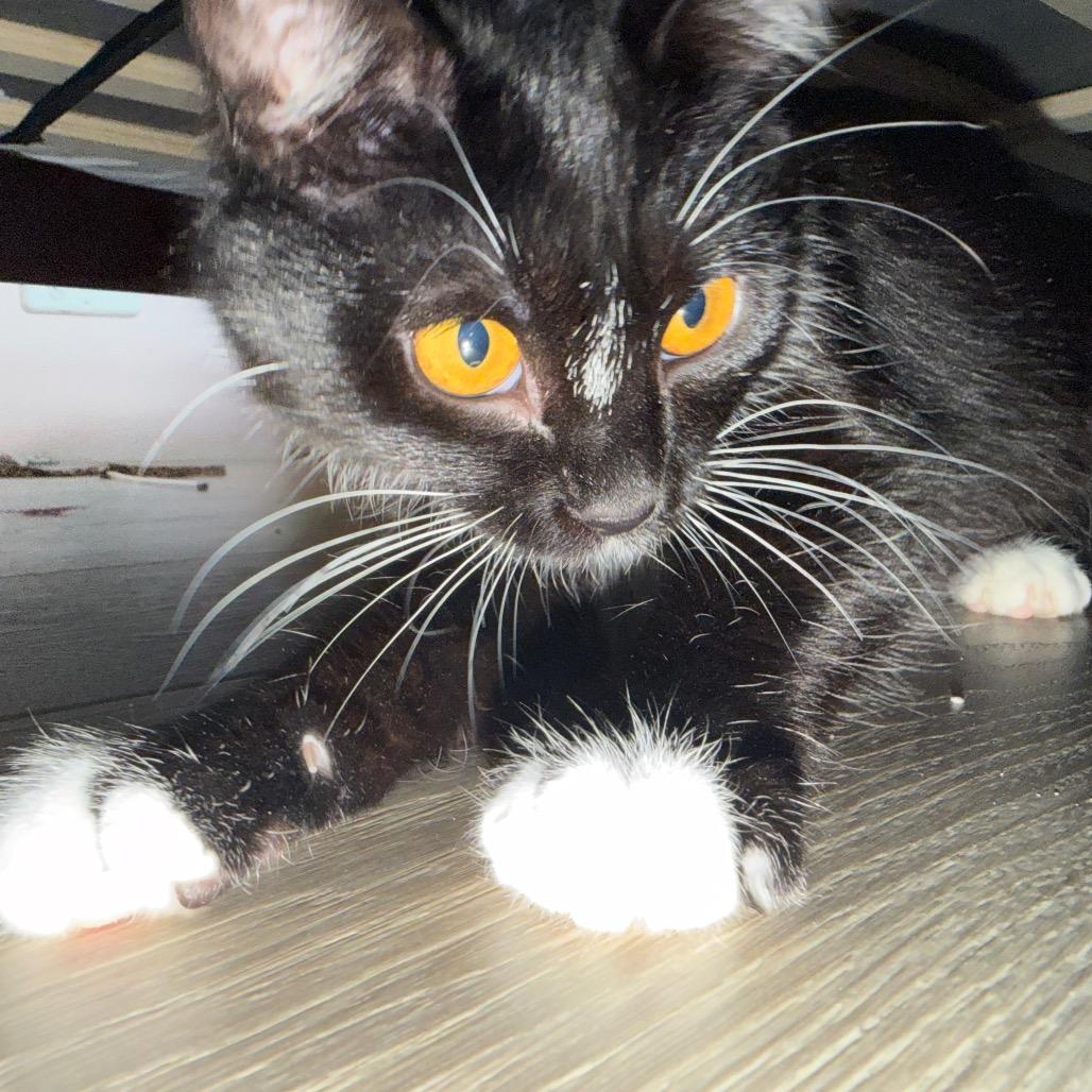 Enlarge Audrey, a Adoptable Domestic Medium Hair in Washougal, WA image 4/6