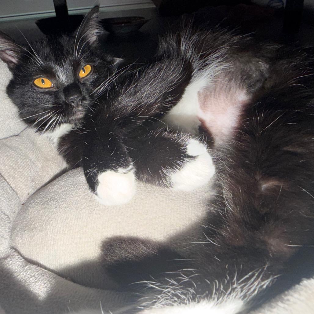 Enlarge Audrey, a Adoptable Domestic Medium Hair in Washougal, WA image 5/6