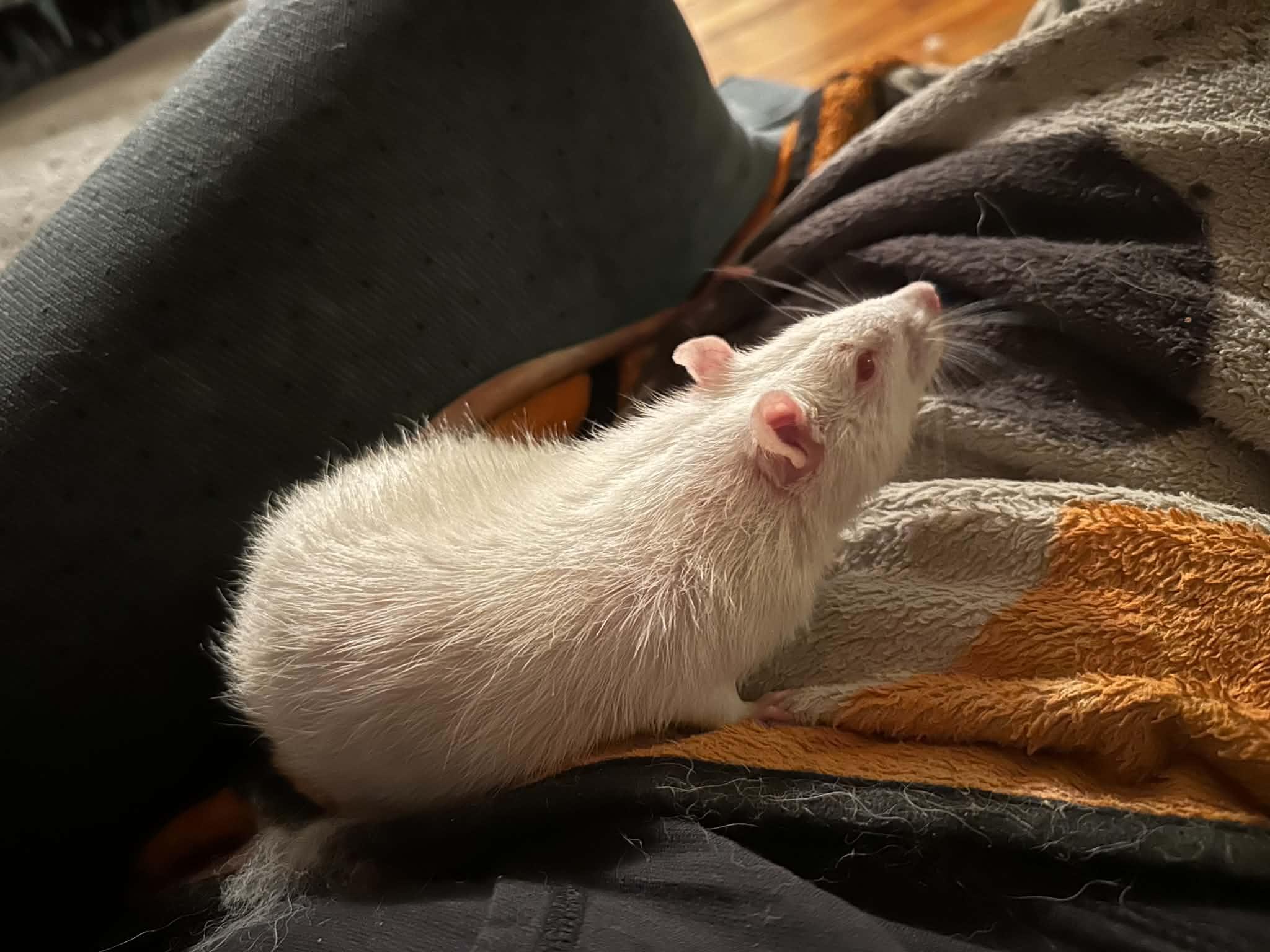 Enlarge Peter Cottontail, a Adoptable Rat in Saint Paul, MN image 5/6