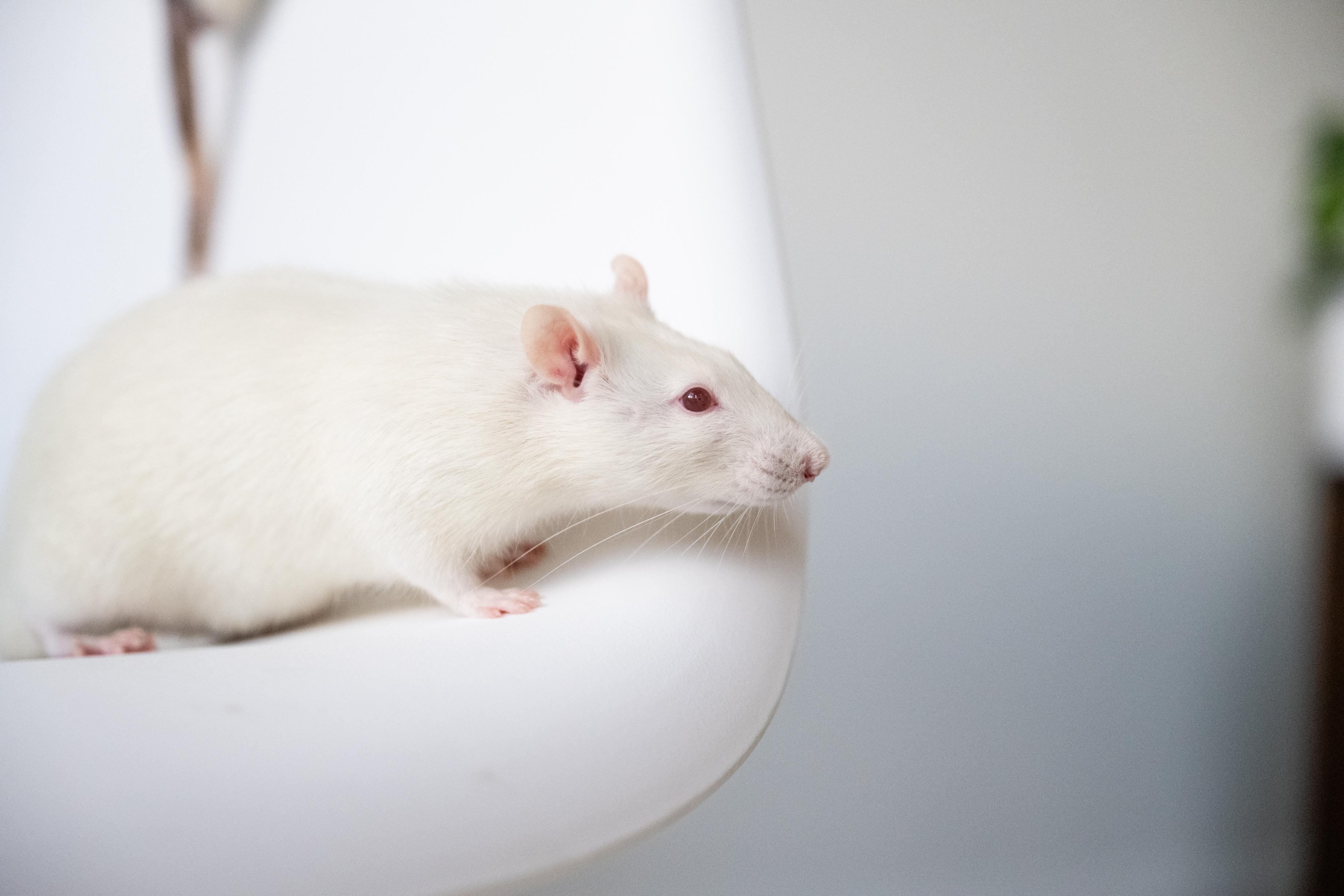 Enlarge Peter Cottontail, a Adoptable Rat in Saint Paul, MN image 2/5