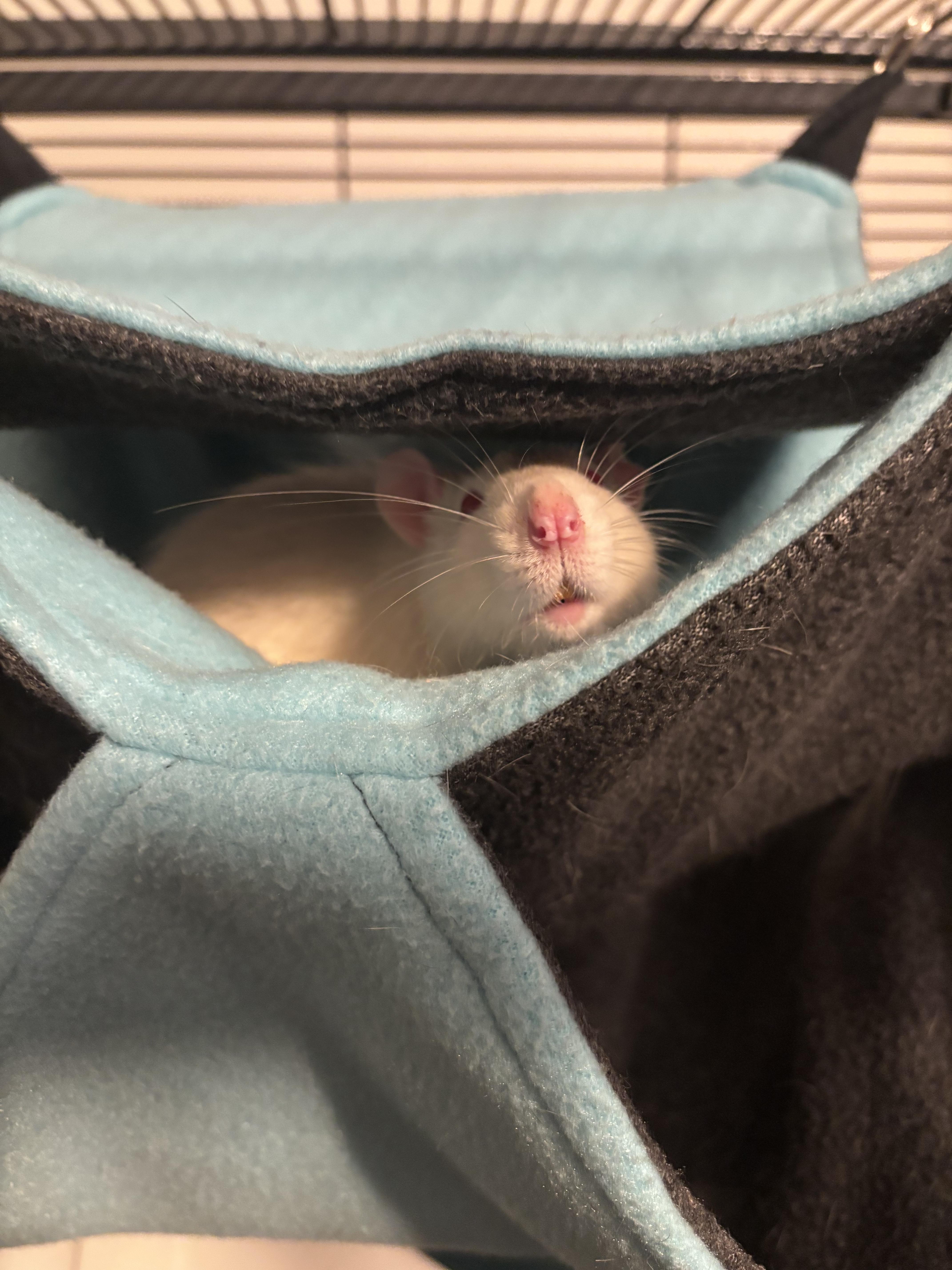 Enlarge Peter Cottontail, a Adoptable Rat in Saint Paul, MN image 3/5