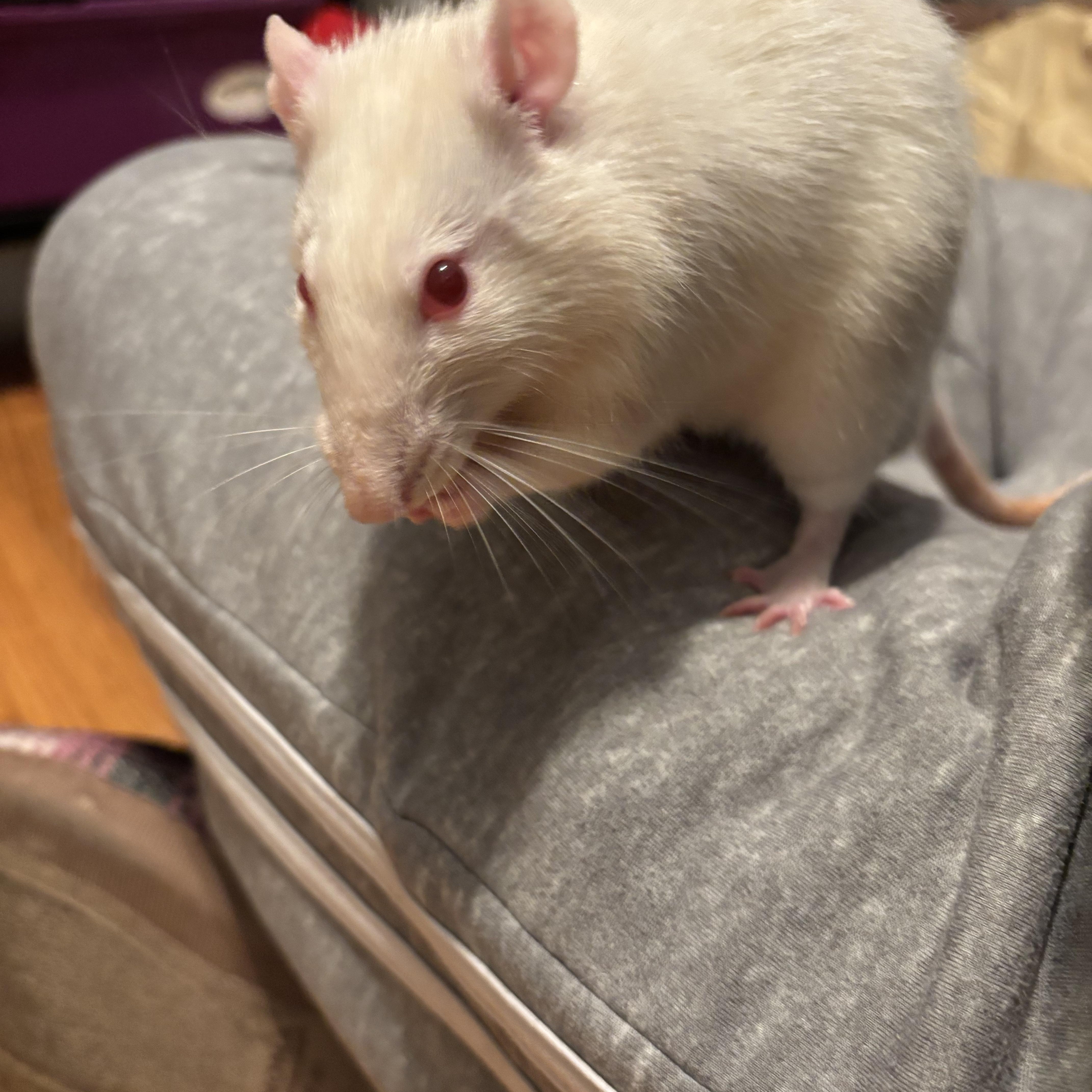 Peter Cottontail, Adoptable, Adult Male Rat.